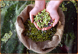 Handvoll Oliven über gefülltem Erntesack