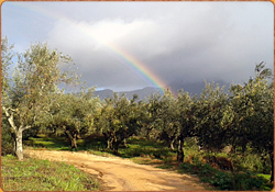 Regenbogen Olivenhain
