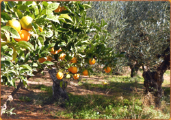 Olivenhain, Orangenbaum mit Früchten und Olivenbäume