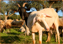 Schafe und Ziegen im Olivenhain beim grasen