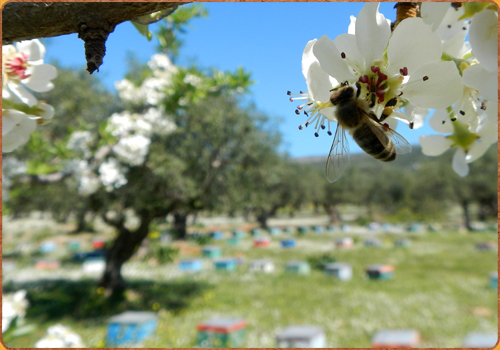 Des Nachbars Bienen