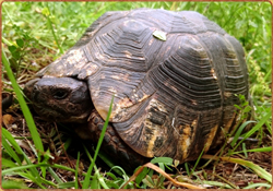 Schildkröte Wiese Gras