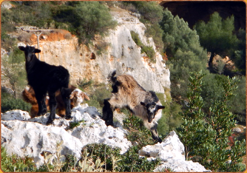 Wildes, fruchtbares Land