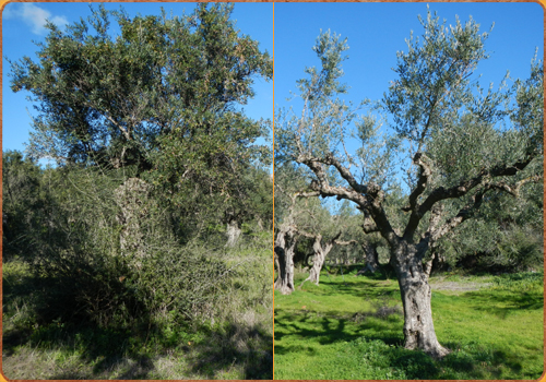 Links ein völlig verbuschter Olivenbaum, rechts ein gut ausgeschnittener, leicht zu beerntender Baum