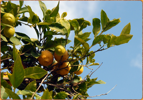 Leckere Zitronen frisch vom eigenen Baum